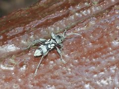 Chlorophorus macaumensis