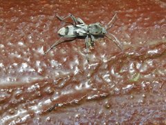 Chlorophorus macaumensis