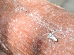 Chlorophorus macaumensis