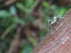 Chlorophorus macaumensis