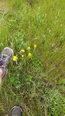 Castilleja levisecta