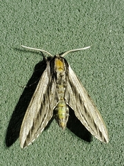 Sphinx vanbuskirki