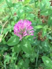 Trifolium pratense