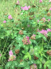 Trifolium pratense