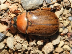 Pelidnota perplexa