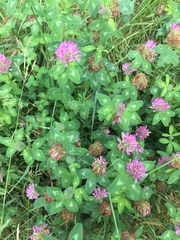 Trifolium pratense