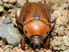 Pelidnota perplexa