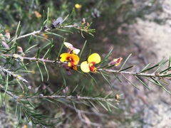 Dillwynia elegans