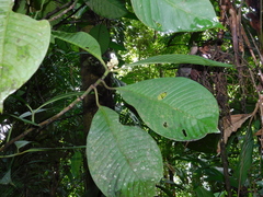 Chrysochlamys grandifolia