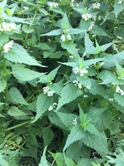 Lamium album