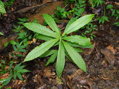 Couratari scottmorii