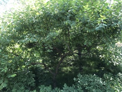 Prunus triloba