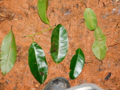 Calophyllum