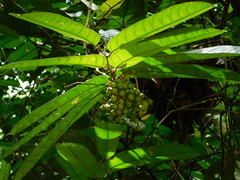 Tetrathylacium macrophyllum