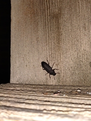 Tenebrio obscurus