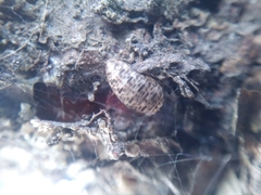 Lapposyrphus