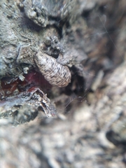 Lapposyrphus