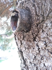 Lapposyrphus