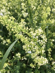 Galium mollugo