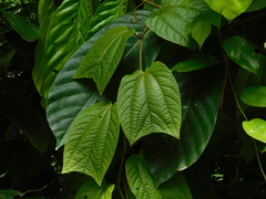 Passiflora costaricensis
