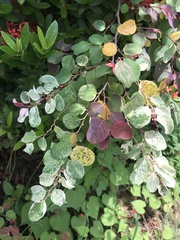 Glochidion lutescens