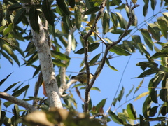 Coereba flaveola caboti