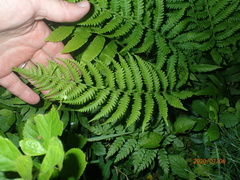 Coryphopteris simulata