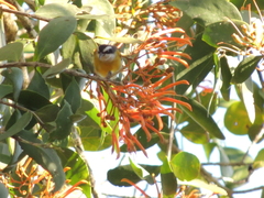 Coereba flaveola caboti