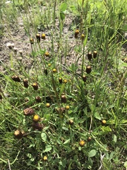 Trifolium spadiceum