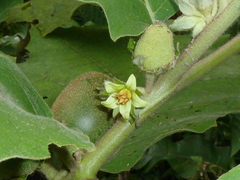Solanum sessiliflorum