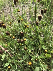Trifolium spadiceum