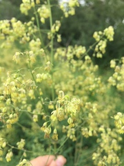 Thalictrum