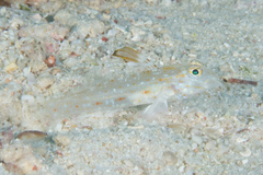 Fusigobius melacron