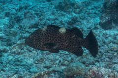 Epinephelus maculatus