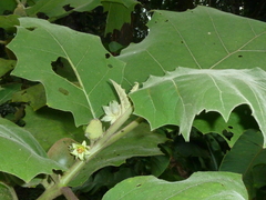 Solanum sessiliflorum