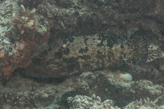 Epinephelus fuscoguttatus