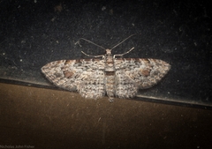 Sigilliclystis insigillata