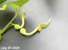 Aristolochia contorta