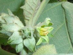 Solanum sessiliflorum