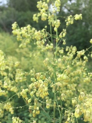 Thalictrum