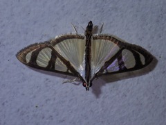 Glyphodes quadrimaculalis