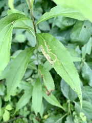 Phytomyza albiceps group