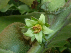 Solanum sessiliflorum