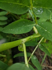 Astragalus americanus