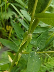 Astragalus americanus