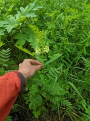 Astragalus americanus