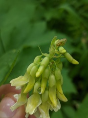 Astragalus americanus