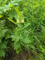 Astragalus americanus