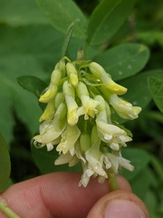 Astragalus americanus
