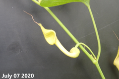Aristolochia contorta